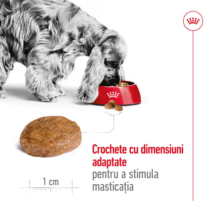 ROYAL CANIN SHN Medium Adult 7+ (vârsta peste 7 ani) 4kg