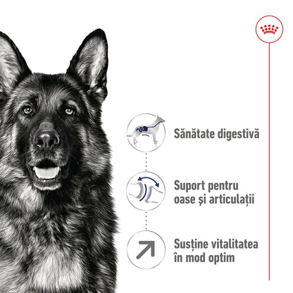 ROYAL CANIN SHN Maxi Adult 5+