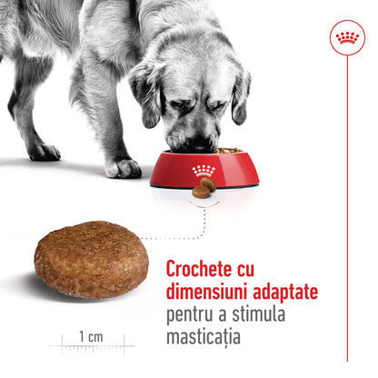 ROYAL CANIN SHN Maxi Adult 5+