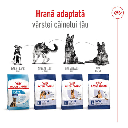 ROYAL CANIN SHN Maxi Adult 5+