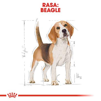 ROYAL CANIN BHN Beagle Adult 3kg