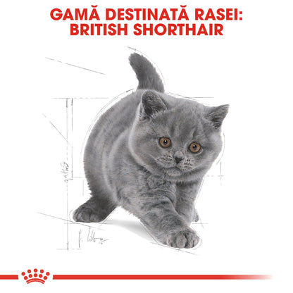 ROYAL CANIN FBN KITTEN British Shorthair