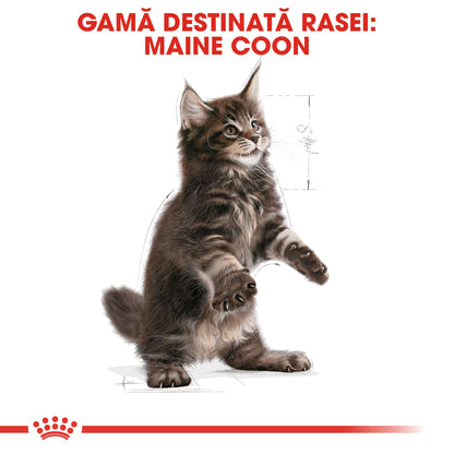 ROYAL CANIN FBN KITTEN Maine coon 2kg