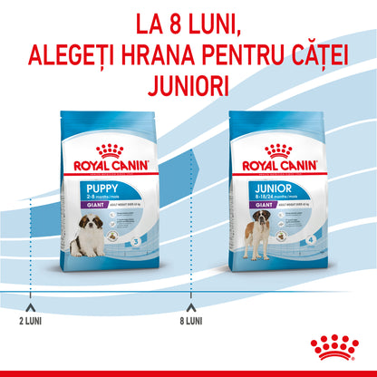 ROYAL CANIN SHN Giant PUPPY (vârsta până la 8 luni)