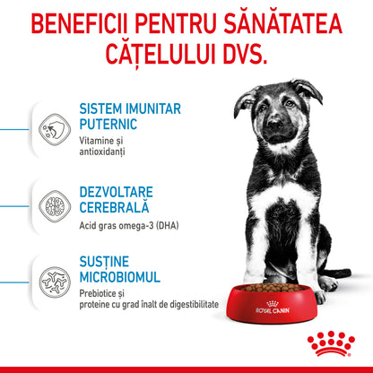 ROYAL CANIN SHN Maxi PUPPY (vârsta până la 15 luni)