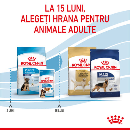 ROYAL CANIN SHN Maxi PUPPY (vârsta până la 15 luni)