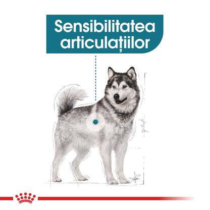 ROYAL CANIN CCN Maxi Joint Care 10kg