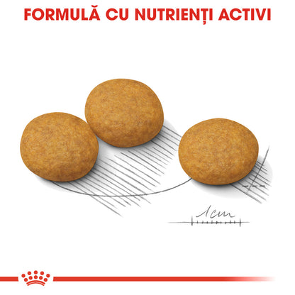 ROYAL CANIN CCN Medium Dermacomfort