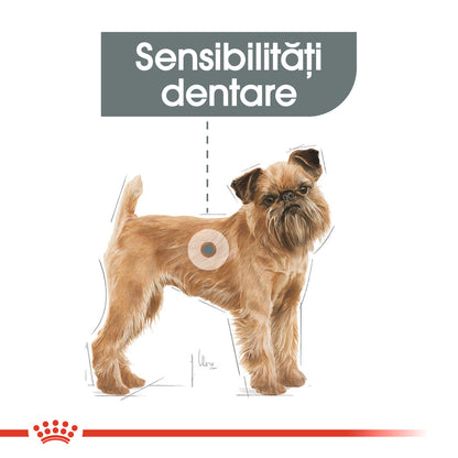 ROYAL CANIN CCN Mini Dental Care 1kg