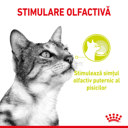 ROYAL CANIN FHN Sensory Smell în Sos Plic pentru pisici 85g
