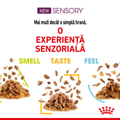 ROYAL CANIN FHN Sensory Smell în Sos Plic pentru pisici 85g