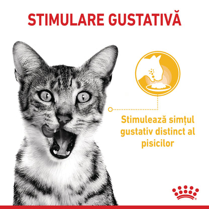 ROYAL CANIN FHN Sensory Taste în Sos Plic pentru pisici 85g