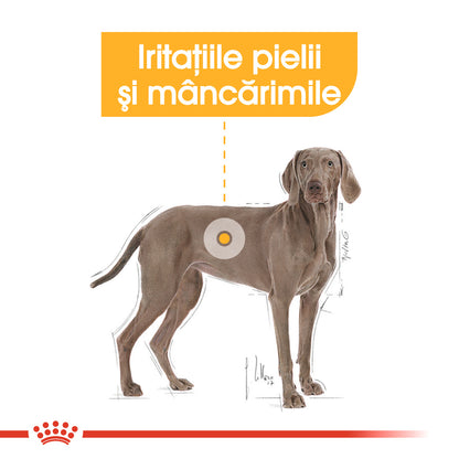 ROYAL CANIN CCN Maxi Dermacomfort 12 kg