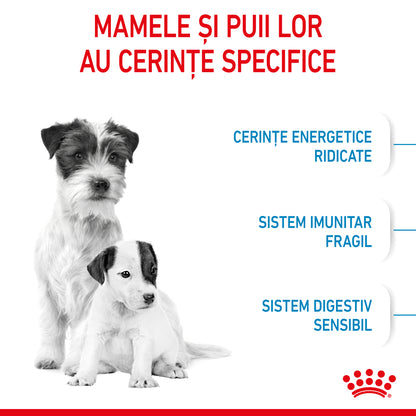 ROYAL CANIN SHN Mini Starter Mother & Babydog pt. femele gestante şi căţei
