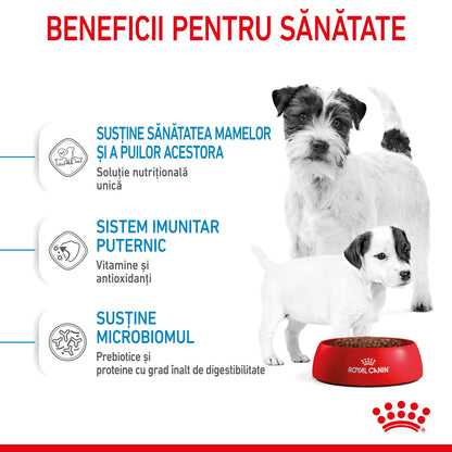 ROYAL CANIN SHN Mini Starter Mother & Babydog pt. femele gestante şi căţei
