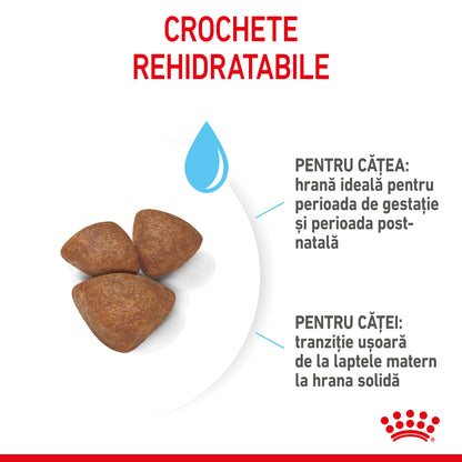 ROYAL CANIN SHN Mini Starter Mother & Babydog pt. femele gestante şi căţei