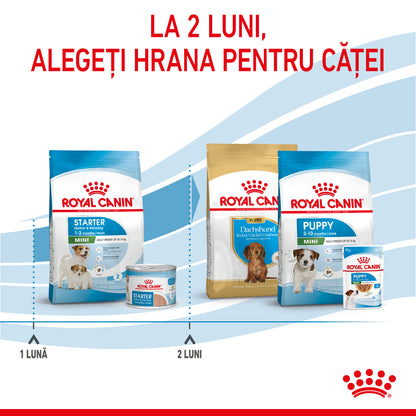 ROYAL CANIN SHN Mini Starter Mother & Babydog pt. femele gestante şi căţei