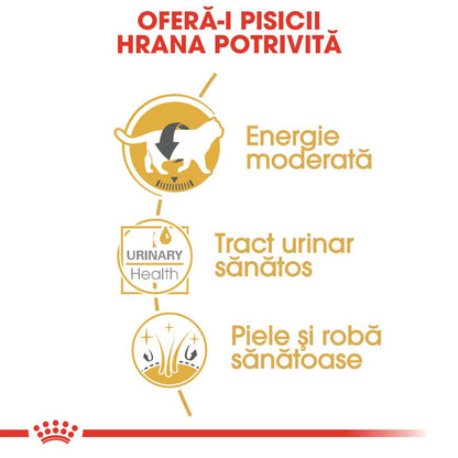 ROYAL CANIN FHN Plic pentru pisici British Shorthair 85g