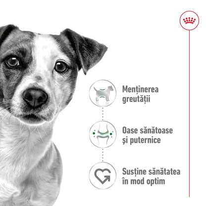 ROYAL CANIN SHN Mini Adult
