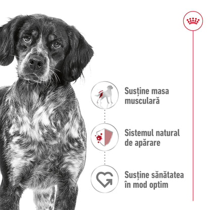 ROYAL CANIN SHN Medium Adult
