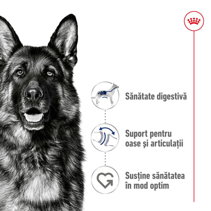 ROYAL CANIN SHN Maxi Adult