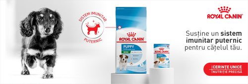 HTTPS MAXI PET RO COLLECTIONS ROYAL CANIN PUPPY SI KITTEN
