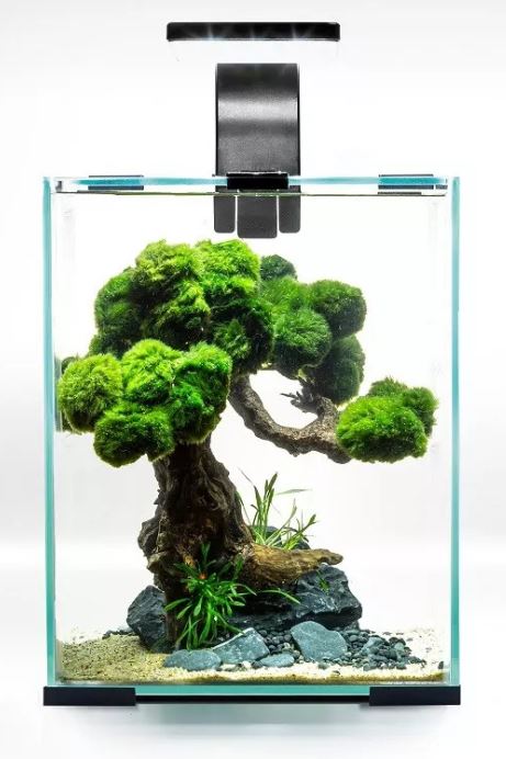 AQUAEL Acvariu echipat SHRIMP SET Day&Night, Negru, 10 L, 20x20x25