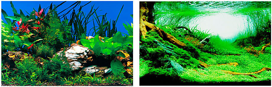 FERPLAST Decor foto pentru acvariu, cu 2 fete, Verde
