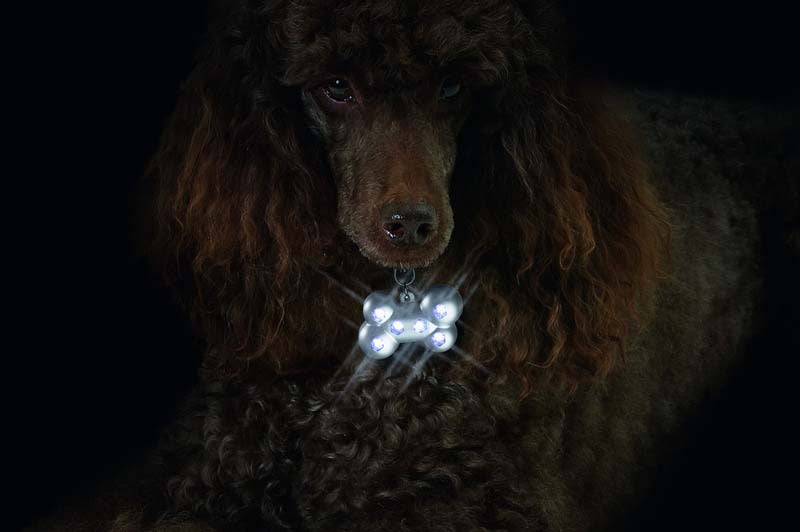 FLAMINGO Medalion ptr câini, Blinki Bone argintiu, 6 LED-uri şi baterii, 5x3x2cm - Maxi-Pet.ro