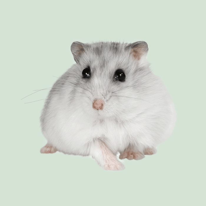 Hamster