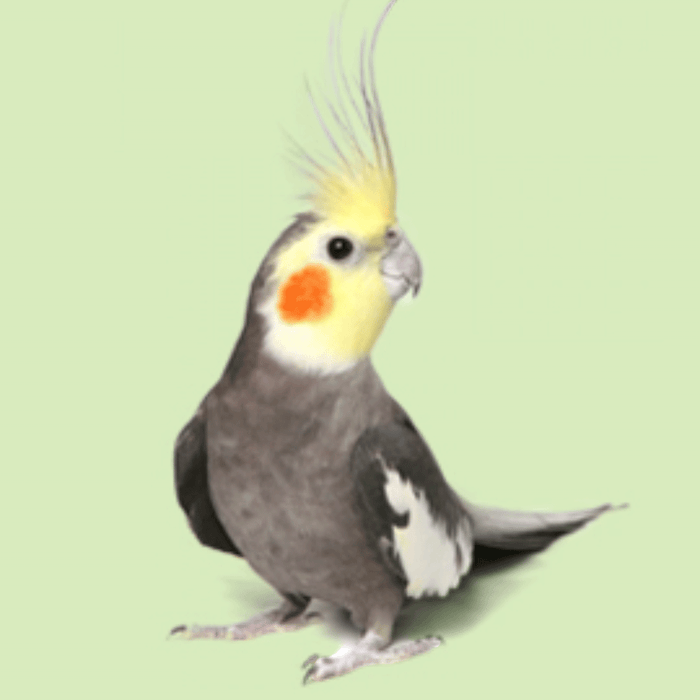 Nimfă