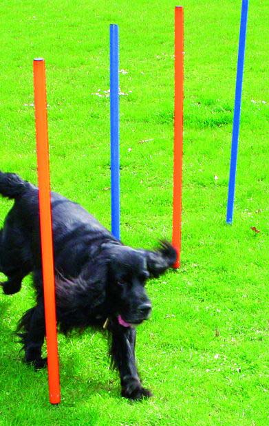 PAWISE Agility 12 jaloane pentru caini, din plastic