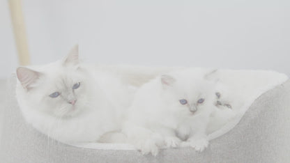 ROYAL CANIN FHN KITTEN
