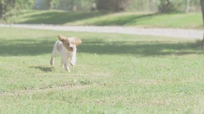 ROYAL CANIN SHN Medium PUPPY (vârsta până la 12 luni)