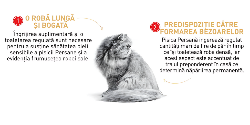 O ROBĂ LUNGĂ ȘI BOGATĂ Îngrijirea suplimentară și o toaletarea regulată sunt necesare pentru a susține sănătatea pielii sensibile a pisicii Persane și a evidenția frumusețea robei sale.  PREDISPOZIȚIE CĂTRE FORMAREA BEZOARELOR Pisica Persană înghite regulat cantități mari de fire de păr în timp ce își toaletează roba densă, iar acest aspect este accentuat de traiul preponderent în casă ce determină năpârlirea permanentă.