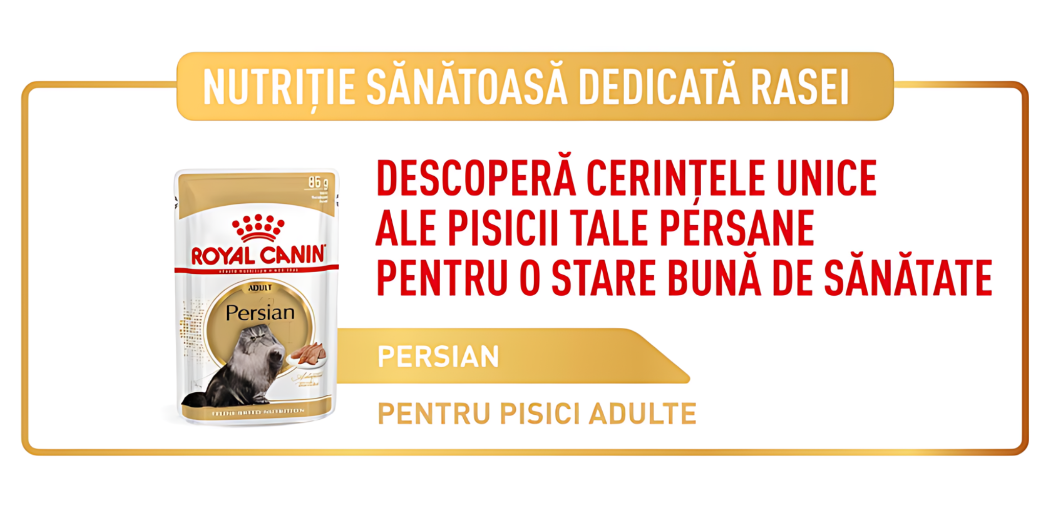descopera cerintele unice ale pisicii persane pentru o stare buna de sanatate 
