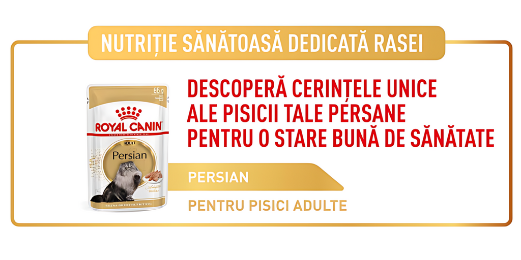 descopera cerintele unice ale pisicii persane pentru o stare buna de sanatate 