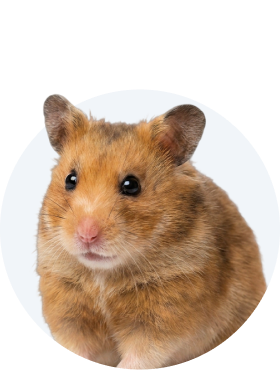 Animale mici
