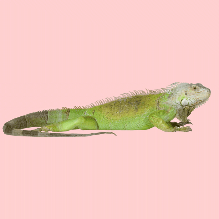 Iguană