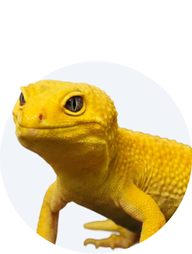 Teraristică