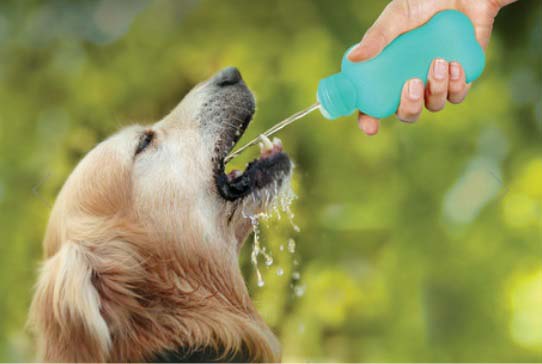 UNITED PETS Water4Dogs Sticla din silicon pentru caini 100ml, Verde