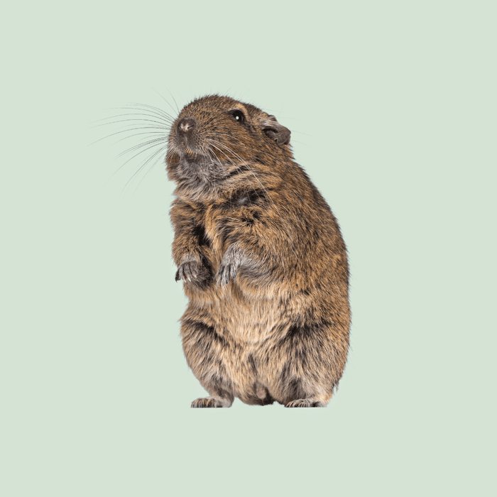 Veveriță Degu